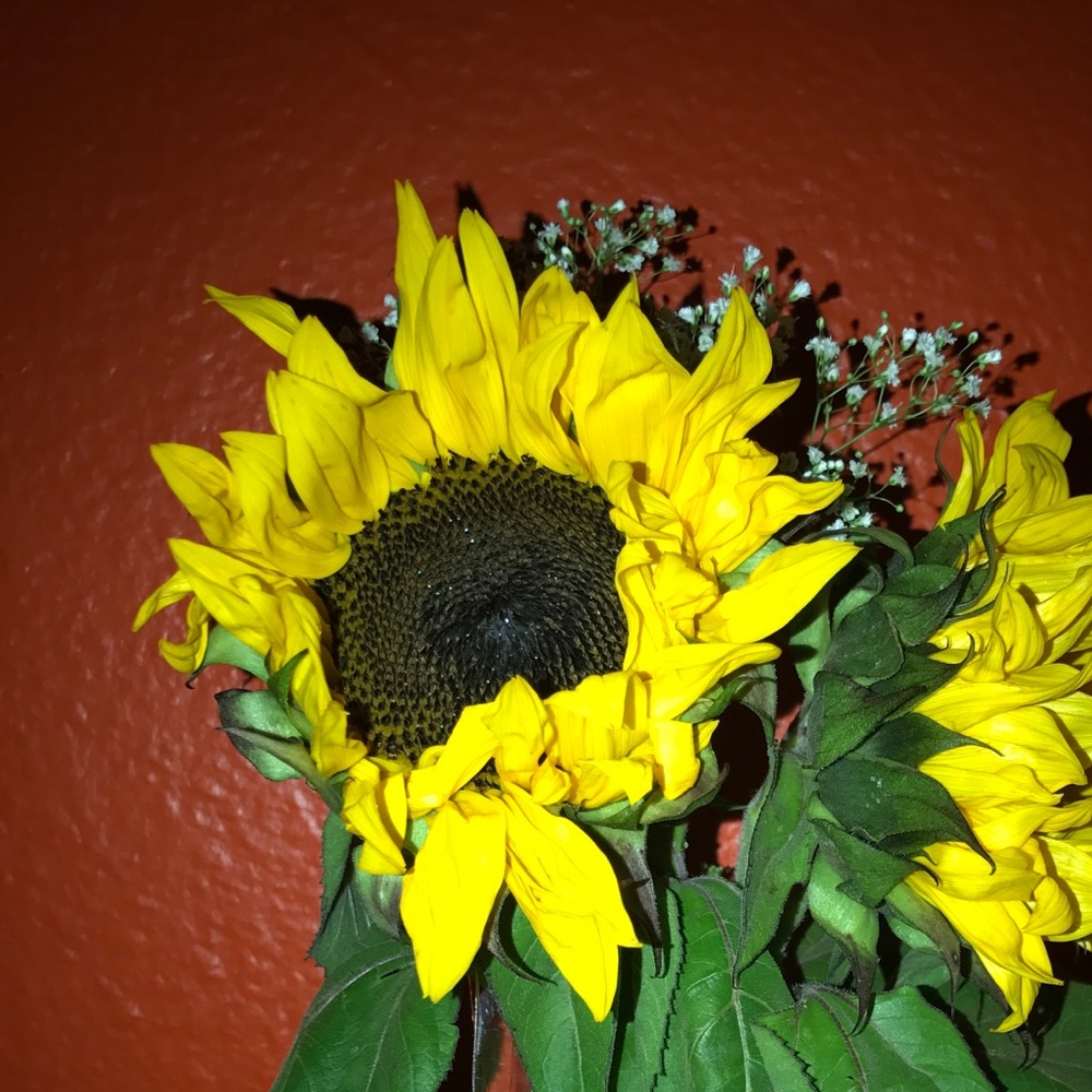 Meet your Posher, Jacqueline